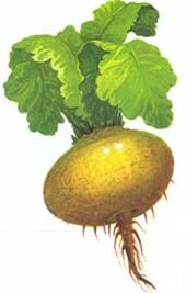 vodič